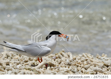Venice with small fish 28751635