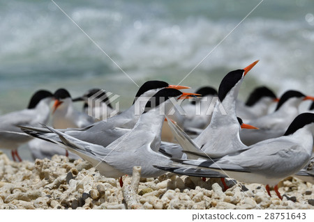 Venice Venice 28751643