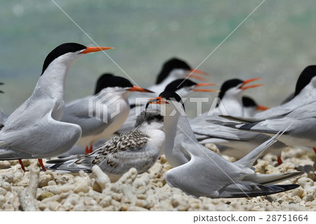 Venice with small fish 28751664