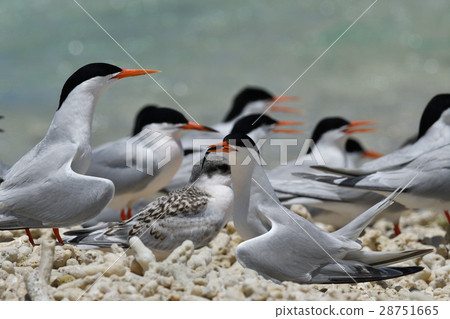 Venice with small fish 28751665