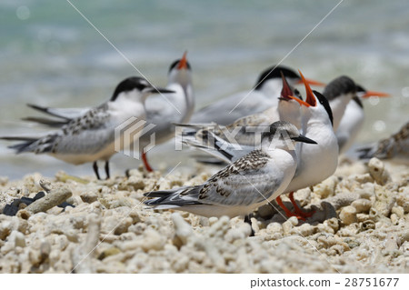 Vennadia and young birds 28751677