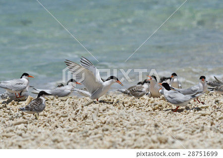 Venice who came back taking small fish 28751699