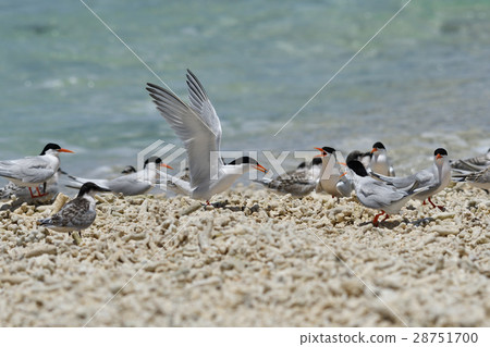 Venice who came back taking small fish 28751700