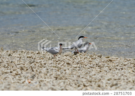 Venice with small fish 28751703