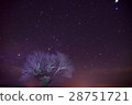 在滿天星斗的天空中的一顆星櫻桃樹 28751721