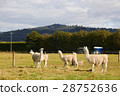 Four alpacas relaxing at the farm 28752636