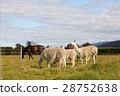 Alpacas and horses at the farm with sky & mountain 28752638