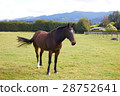 Horse standing alone at the farm 28752641