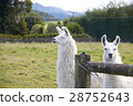 Alpaca looking at camera 28752643