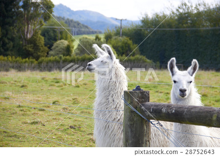 Alpaca looking at camera 28752643
