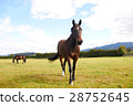 Horse walking towards camera 28752645