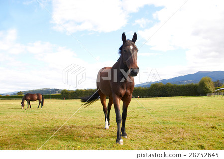 Horse walking towards camera 28752645
