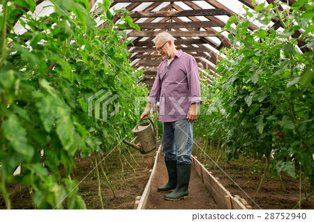 senior man with watering can at farm greenhouse senior man with watering can at farm greenhouse 28752940
