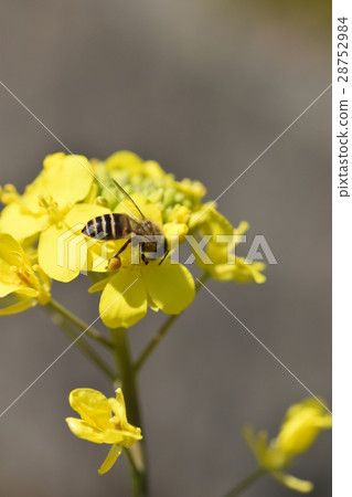 Rape blossoms and bees Rape flowers Bees Honey bee Nature cultivation honey insect yellow flower spring Rape blossoms and bees Rape flowers Bees Honey bee Nature cultivation honey insect yellow flower spring 28752984