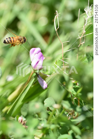 Japanese bee and Japanese flower buds Japanese bee and Japanese flower buds 28754316