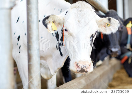herd of cows in cowshed on dairy farm 28755069