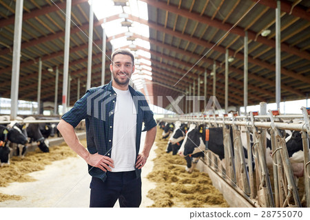 man or farmer with cows in cowshed on dairy farm 28755070