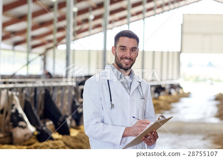 veterinarian with cows in cowshed on dairy farm veterinarian with cows in cowshed on dairy farm 28755107