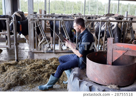 young man with tablet pc and cows on dairy farm 28755518