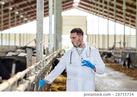 veterinarian with syringe vaccinating cows on farm veterinarian with syringe vaccinating cows on farm 28755734