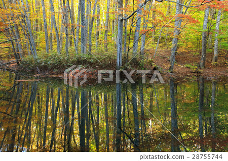 Autumn's Tominuma Promenade Autumn's Tominuma Promenade 28755744