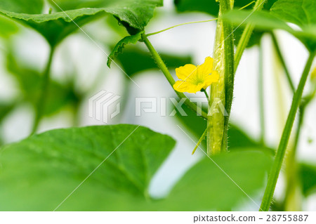 Japanese melons  28755887
