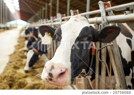 herd of cows eating hay in cowshed on dairy farm 28756088