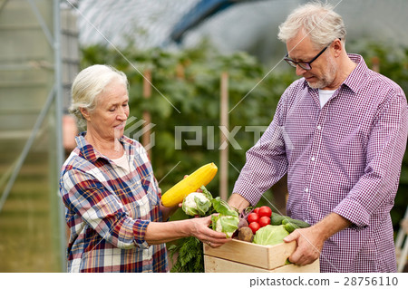 senior couple with box of cucumbers on farm 28756110
