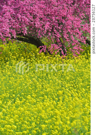 Rapeseed and chrysanthemum 28756127