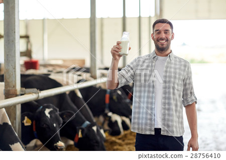 man or farmer with cows milk on dairy farm 28756410