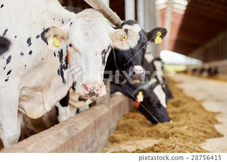 herd of cows eating hay in cowshed on dairy farm 28756415