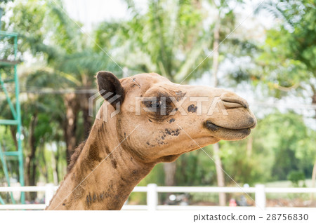 head of camel selective focus at eye 28756830