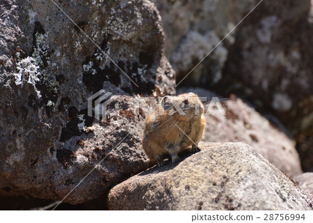 "Pikachu rabbit" on Lake Shibetsu 28756994