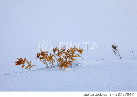 美瑛的雪原 美瑛的雪原 28757047