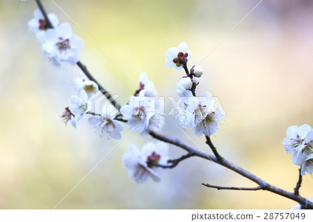 白花花 白花花 28757049