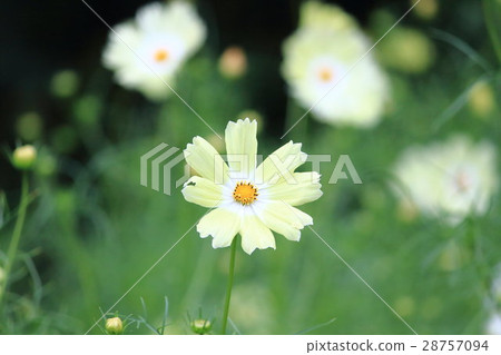 宇宙（黃色校園）。波斯菊花 28757094