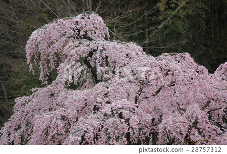 塔基櫻花盛開（3） 28757312