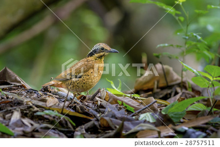 Eared Pitta Eared Pitta 28757511