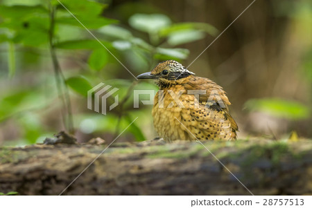 Eared Pitta Eared Pitta 28757513
