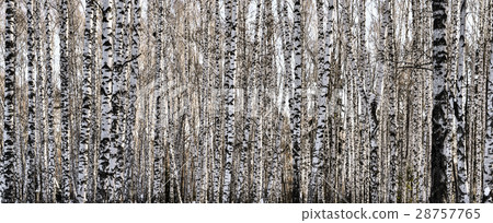 Firmly standing white trunks of birch trees 28757765