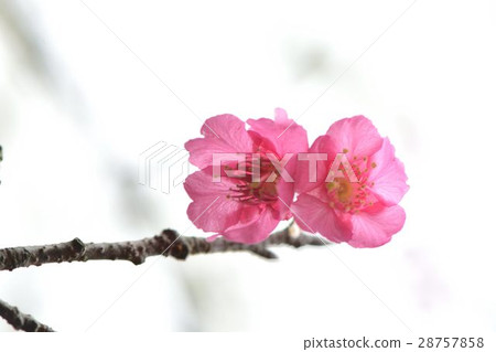 Cherry blossoms  28757858