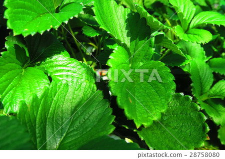 Scenery of strawberry farm Scenery of strawberry farm 28758080