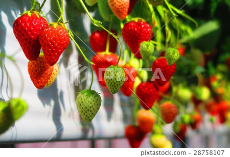 Scenery of strawberry farm 28758107