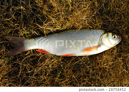 Fish roach Fish roach 28758452