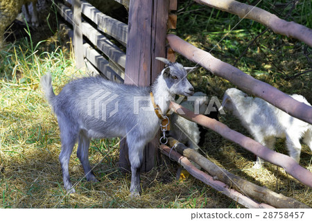 Young Goat near fence Young Goat near fence 28758457
