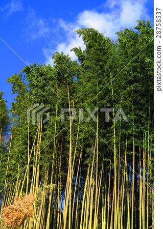 Moso竹子竹樹叢風景 28758537