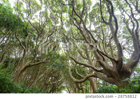 樹樹樹木森林 樹樹樹木森林 28758812