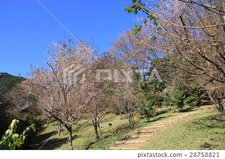 埼玉縣城堡礦山公園秋天風景的冬天櫻花鄉 28758821