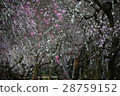 Kitano Tenman-gu's plum garden 28759152