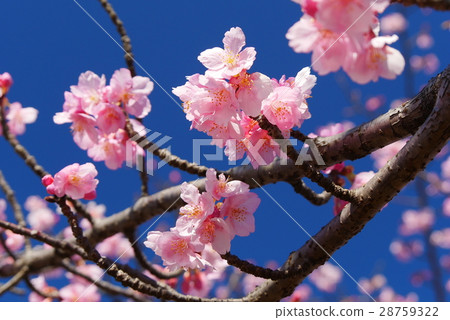 Cherry Blossoms Cherry Blossoms 28759322